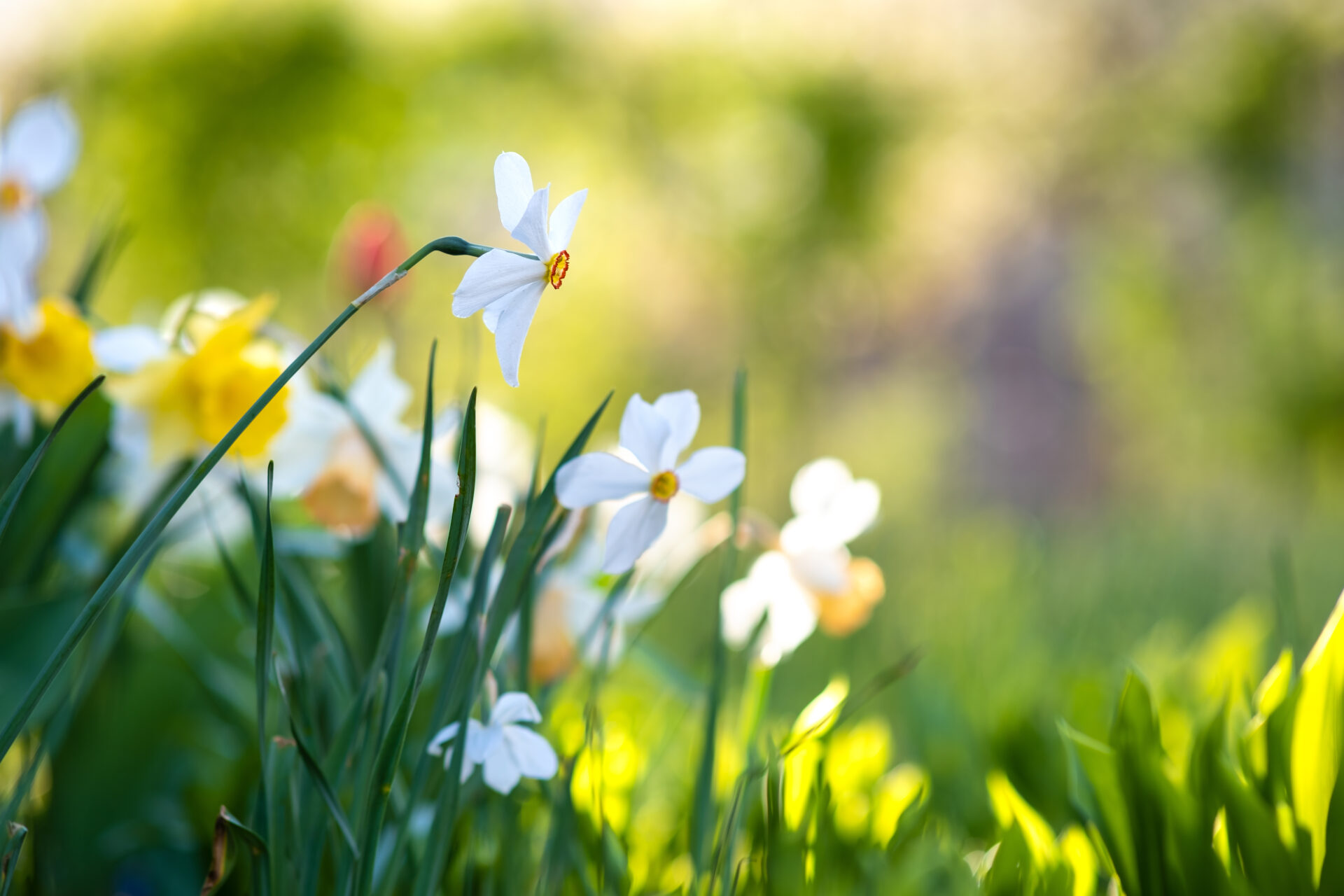 spring flowers