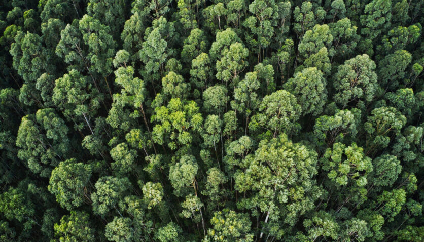 birds eye view of a forest